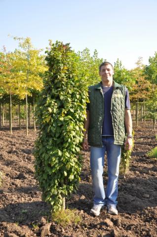 Carpinus betulus 'Monumentalis'